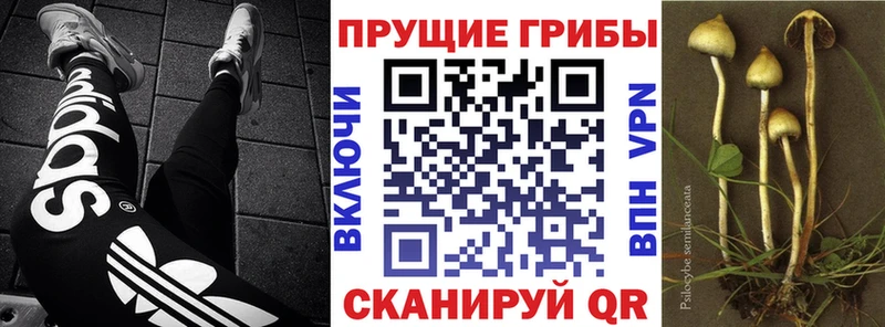 Псилоцибиновые грибы Psilocybe  Купить где  Полевской 